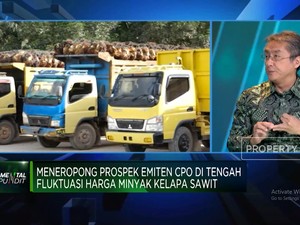 Video: Adu Siasat Produsen Sawit Hadapi Perubahan Harga Hingga Cuaca