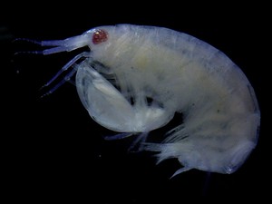 Ini Amfipoda Pertama yang Dikenal & Dideskripsikan Ilmuwan, Mirip Udang Kecil