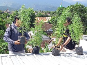 Dua Remaja Mataram Ditangkap gegara Menanam Ganja di Atap Rumah