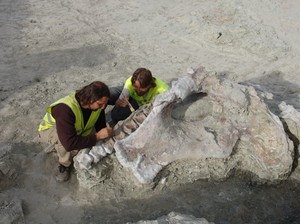 Fosil Titanosaurus Raksasa Berleher Panjang Ditemukan, Hidup 72 Juta Tahun Lalu