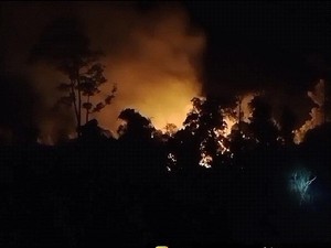 Taman Nasional Way Kambas Kebakaran! Satwa-satwa Jadi Korban