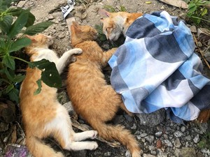 12 Kucing Mati Massal di Sukun Kota Malang