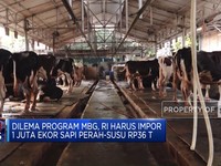 Video: Dilema Program Makan Bergizi Gratis Hingga Perang Rusia-Ukraina