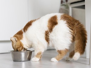 Segini Takaran Makanan Kucing Sesuai Umurnya, Cat Lovers Wajib Tahu!
