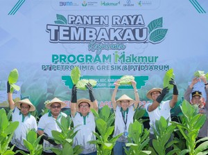Petrokimia Gresik-Djarum Sukses Genjot Hasil Panen Tembakau di Grobogan