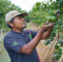 Kisah Klaster Jeruk Semboro Terapkan Pertanian Berkelanjutan