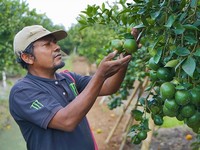 Kisah Klaster Jeruk Semboro Terapkan Pertanian Berkelanjutan