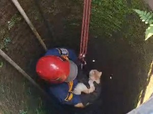 Damkar Selamatkan Kucing 3 Jam Tercebur Sumur di Ngawen Klaten