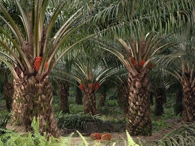 Tanaman Ini Dibuang & Dicueki Warga RI, Ternyata Harta Karun Berharga