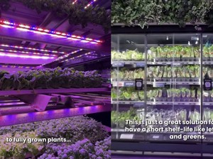 Keren! Kebun Sayur Ramah Lingkungan Ini Ada di Dalam Supermarket