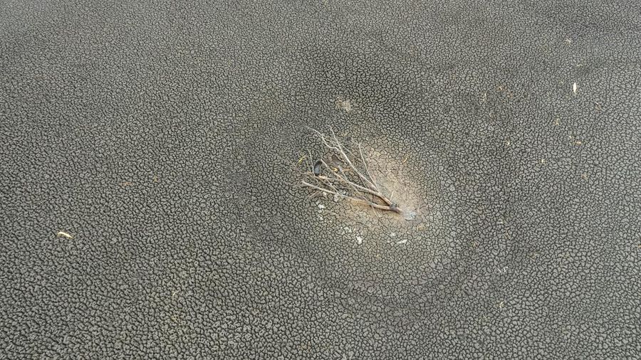 Kondisi dasar sungai Tisza yang sebagian kering di dekat Nagykoru, Hongaria, Rabu (11/9/2024). (REUTERS/Marton Monus)