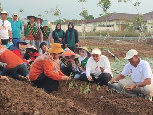 Mbak Ita Gandeng BRIN Tanam Bawang Merah Lokananta, Bisa Panen 20 Ton/Ha