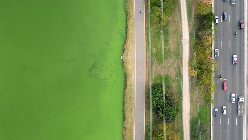 Pemandangan drone menunjukkan perkembangbiakan alga yang mengubah Sungai Pinheiros menjadi hijau setelah cuaca kering dan kurangnya hujan mengurangi kontribusi anak sungai, meningkatkan konsentrasi nutrisi dan mendukung pertumbuhan alga, di Sao Paulo, Brasil 10 September 2024. (REUTERS/Jorge Silva)