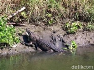 Heboh Kemunculan Buaya di Sungai Sidoarjo Bikin Cemas Warga