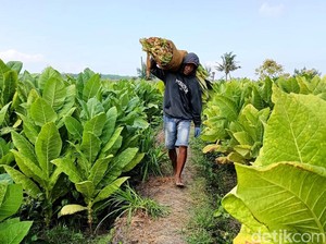 Kemenperin Klaim Industri Tembakau Bergairah Imbas Purbaya Effect