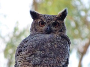 Pakar UGM Sebut Burung Hantu Tak Efektif Basmi Tikus di Sawah, Ini Sebabnya