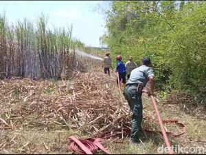 Kepanikan Warga Saat 30 Hektare Lahan Tebu Lumajang Terbakar