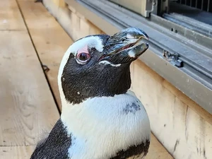 Cerita Penguin yang Kabur dan Selamat karena Badai Jepang