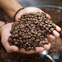 Harga Kopi Dunia Ambruk, Petani di RI Makin Merana