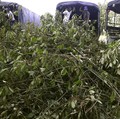Daun Surga Indonesia Diburu Dunia, Menteri Investasi Ungkap Potensinya
