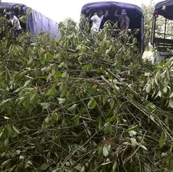 Daun 'Surga' dari Jakarta Laku Keras Dibeli Orang Amerika