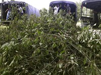 Daun Surga Indonesia Diburu Dunia, Menteri Investasi Ungkap Potensinya