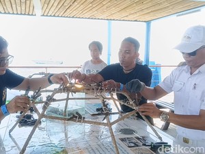 Melihat Restorasi Terumbu Karang Sembari Berwisata ke Nusa Lembongan