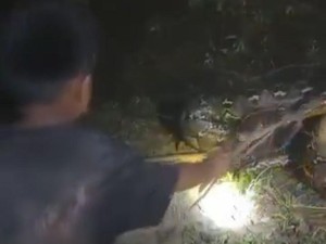 Keren! Bocah di Sulsel Tangkap Piton 7 Meter Cuma Pakai Seutas Tali