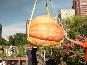 Wow! Labu Raksasa 817 Kg Ini Pecahkan Rekor Rusia