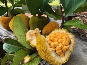 7 Buah Unik Asli Indonesia yang Wajib Kamu Cicipi