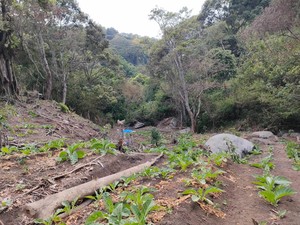Perambahan Hutan Lindung di Tlekung Batu Ancam Kelestarian Lutung Jawa