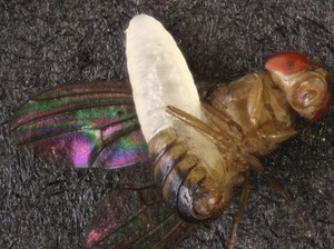 Spesies Tawon Horor Ditemukan di AS, Ilmuwan Terheran-heran