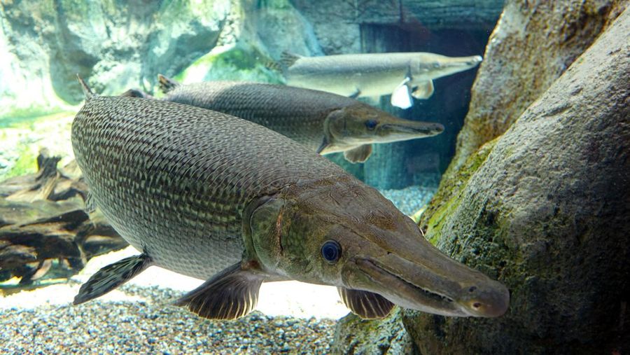 Ikan Aligator. (Dok. Pixabay)
