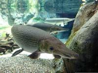 Alasan Ikan Aligator Gar Tak Boleh Dipelihara di Indonesia
