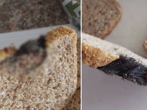 Jijik! Potongan Tikus Ditemukan di Lembaran Roti Tawar Kemasan