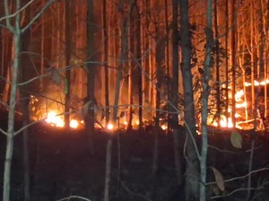 3 Hektare Hutan Jati di Tulungagung Terbakar