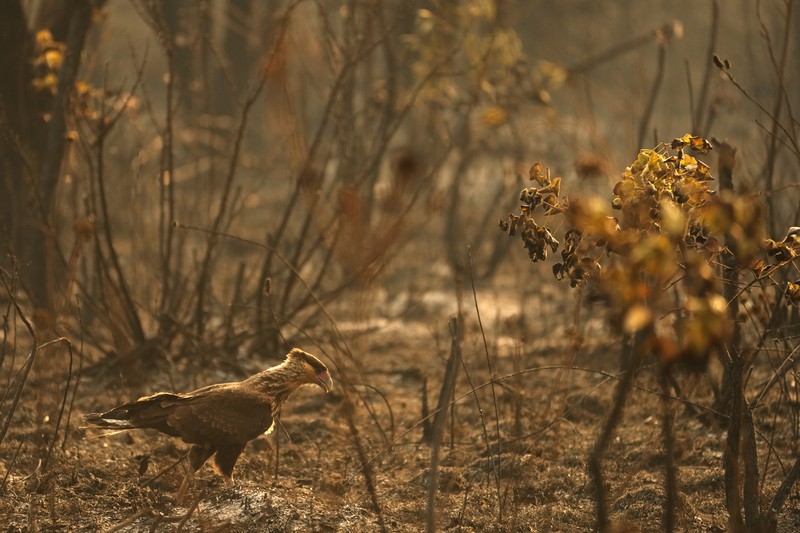 Kebakaran hutan melanda kawasan lindung lingkungan di Taman Nasional Brasilia. (AP Photo/Eraldo Peres) Kebakaran hutan melanda kawasan lindung lingkungan di Taman Nasional Brasilia. (AP Photo/Eraldo Peres)