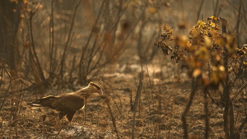 Kebakaran hutan melanda kawasan lindung lingkungan di Taman Nasional Brasilia. (AP Photo/Eraldo Peres)