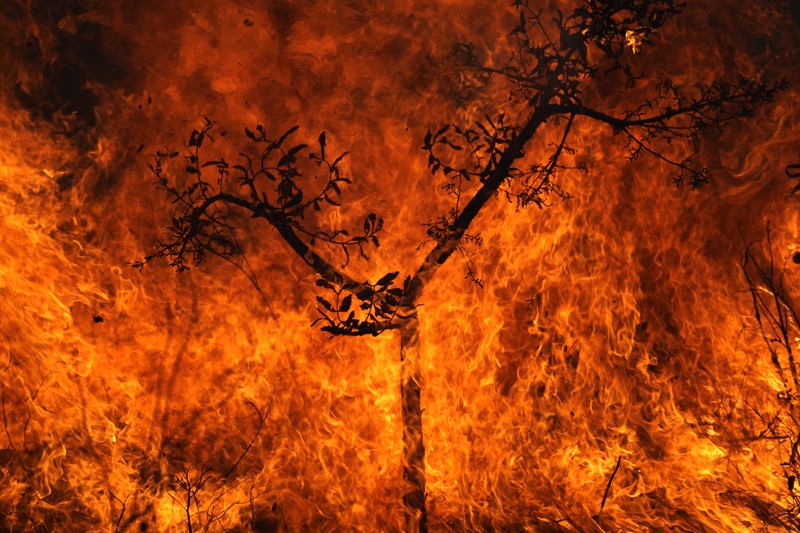 Kebakaran hutan melanda kawasan lindung lingkungan di Taman Nasional Brasilia. (AP Photo/Eraldo Peres)