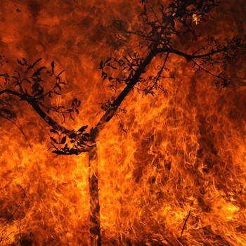 Potret 'Neraka' di Paru-Paru Dunia, Api Bakar Hutan Hujan Terbesar