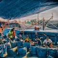 Top! BUMN Ini Beli Ikan Hasil Tangkapan Nelayan Sampai Rp 107 Miliar
