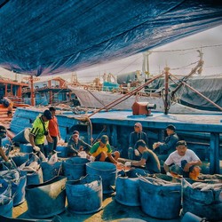 Top! BUMN Ini Beli Ikan Hasil Tangkapan Nelayan Sampai Rp 107 Miliar