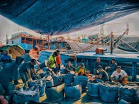 Top! BUMN Ini Beli Ikan Hasil Tangkapan Nelayan Sampai Rp 107 Miliar