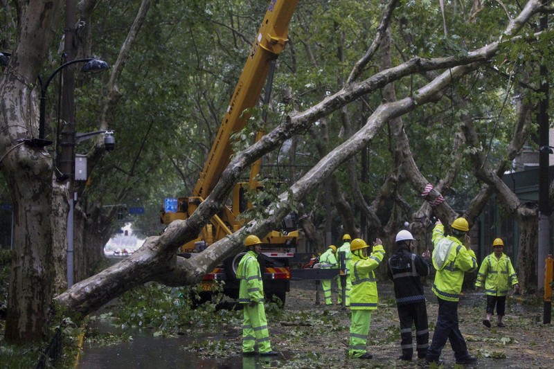 Dalam foto yang dirilis oleh Kantor Berita Xinhua ini, para pekerja membersihkan pohon tumbang di sepanjang jalan setelah Topan Bebinca di Shanghai, Tiongkok, Senin, 16 September 2024. Dalam foto yang dirilis oleh Kantor Berita Xinhua ini, para pekerja membersihkan pohon tumbang di sepanjang jalan setelah Topan Bebinca di Shanghai, Tiongkok, Senin, 16 September 2024. (Chen Haoming/Xinhua via AP)