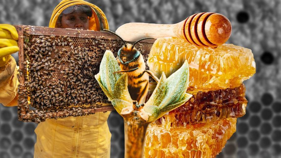 Madu Indonesia, Nasibnya Tak Semanis Rasanya