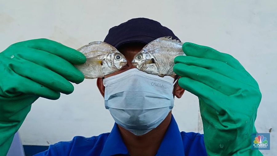 Proses produksi dari ikan segar menjadi bubuk Hidrolisat Protein Ikan (HPI) yang akan menjadi susu ikan di Indramayu, Jawa Barat. (CNBC Indonesia/Martyasari Rizky)