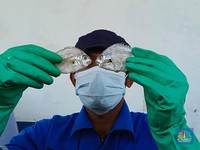 Asal Usul Susu Ikan Akhirnya Terungkap, Ternyata Begini Cara Bikinnya