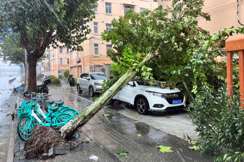 Dalam foto yang dirilis oleh Kantor Berita Xinhua ini, para pekerja membersihkan pohon tumbang di sepanjang jalan setelah Topan Bebinca di Shanghai, Tiongkok, Senin, 16 September 2024. (Chen Haoming/Xinhua via AP)