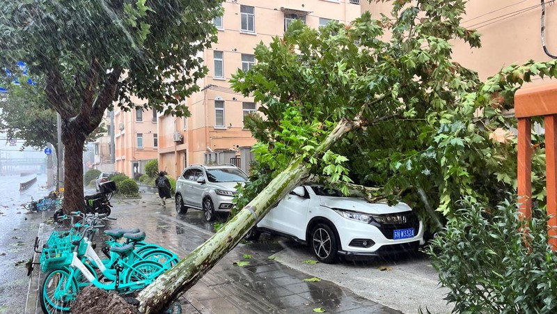 Dalam foto yang dirilis oleh Kantor Berita Xinhua ini, para pekerja membersihkan pohon tumbang di sepanjang jalan setelah Topan Bebinca di Shanghai, Tiongkok, Senin, 16 September 2024. (Chen Haoming/Xinhua via AP)