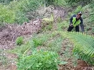 Geger Ladang Ganja di Lereng Semeru, 2 Orang Ditangkap